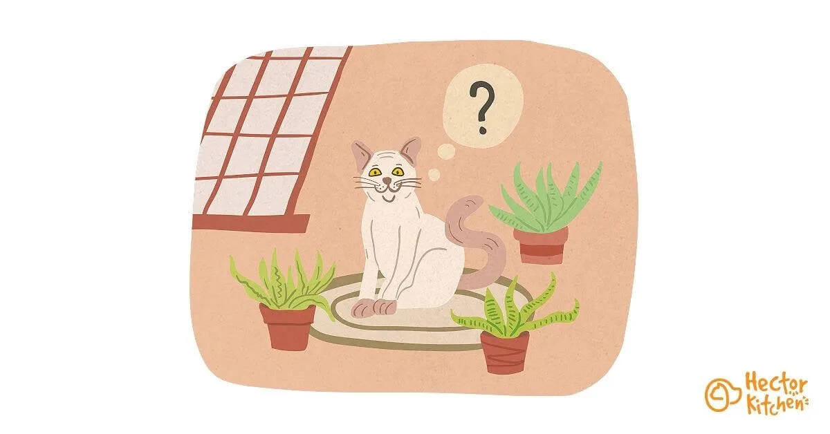 L'aloe vera est-il toxique pour chat ?