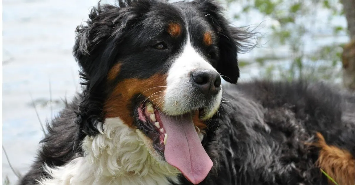 Bernese Mountain Dog Temperament and Personality