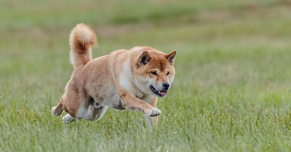 What is the average size of a Shiba Inu?