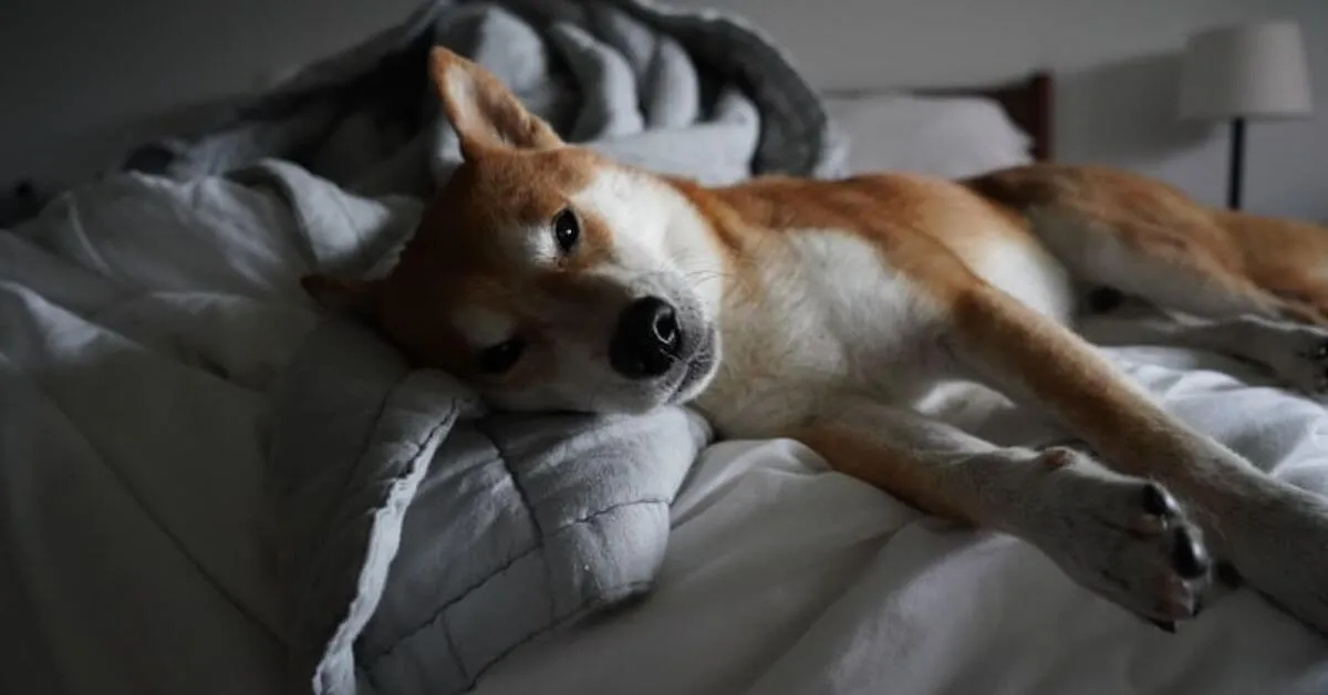 What is the best dog bed for a Shiba Inu?