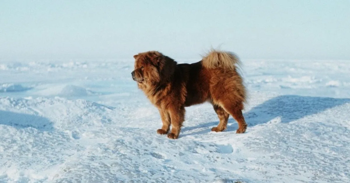 What is the average size of a Chow Chow?