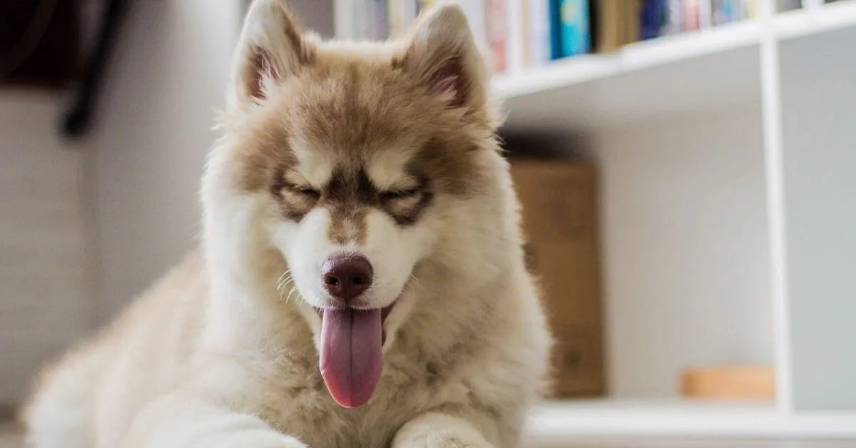 Can a Husky live in an apartment?