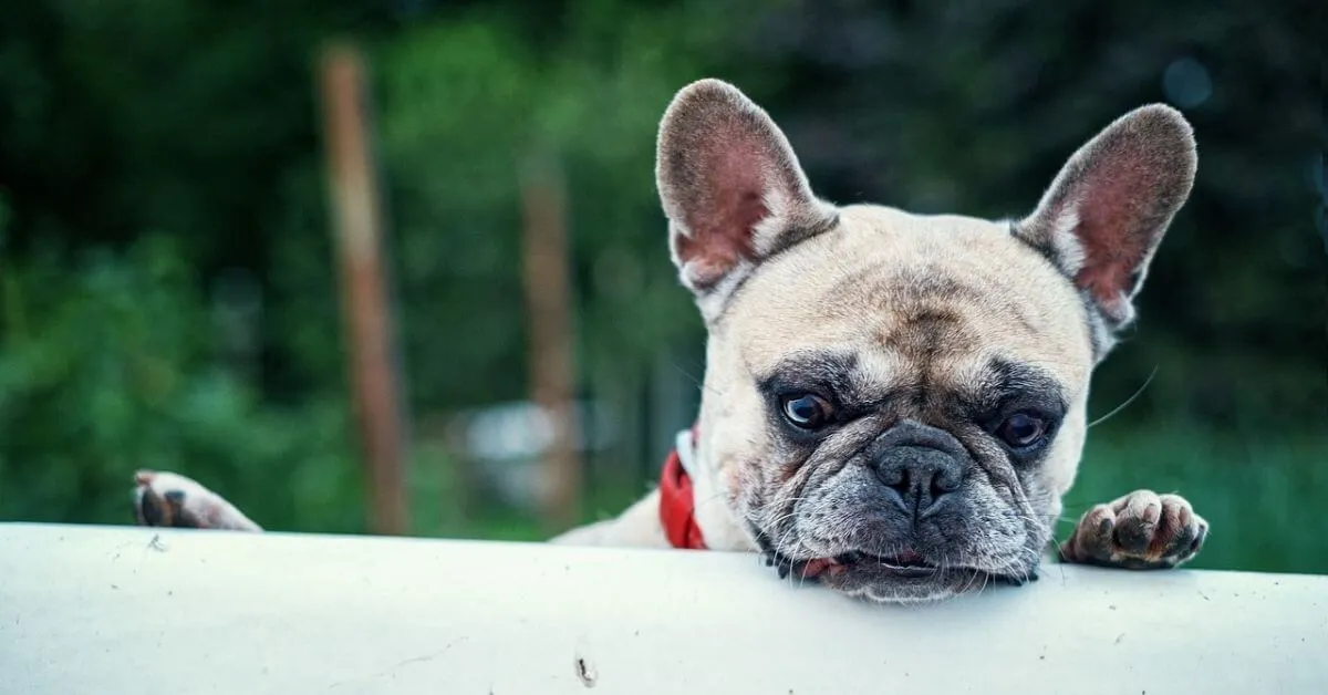 What is the average lifespan of a French Bulldog?