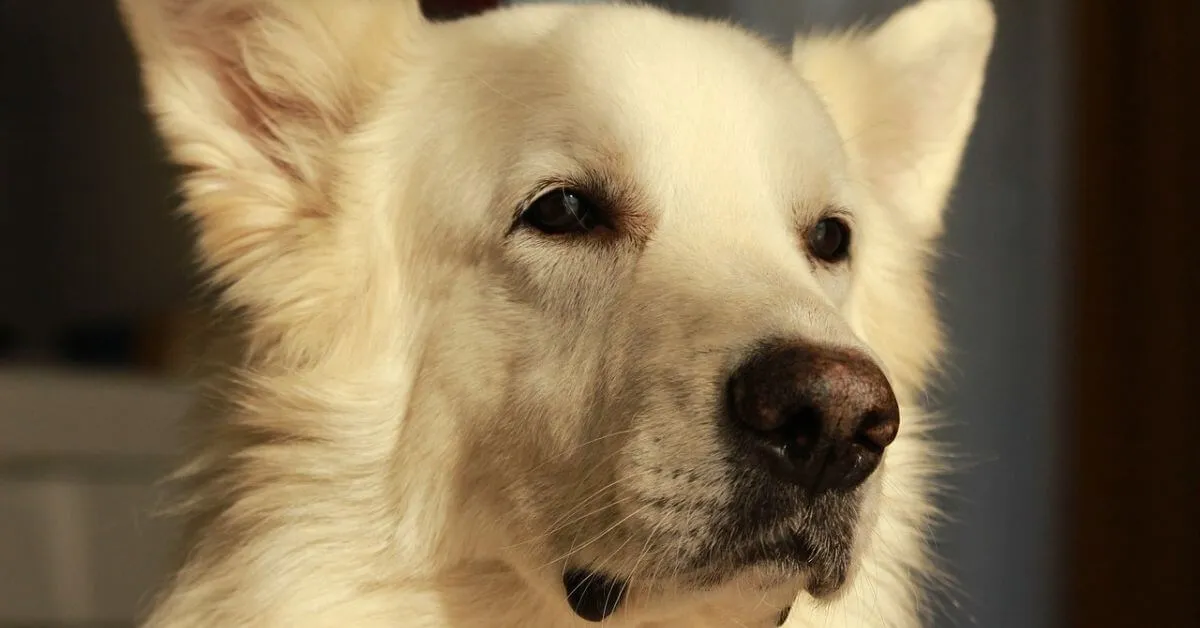 Braucht der Weiße Schäferhund eine Versicherung?