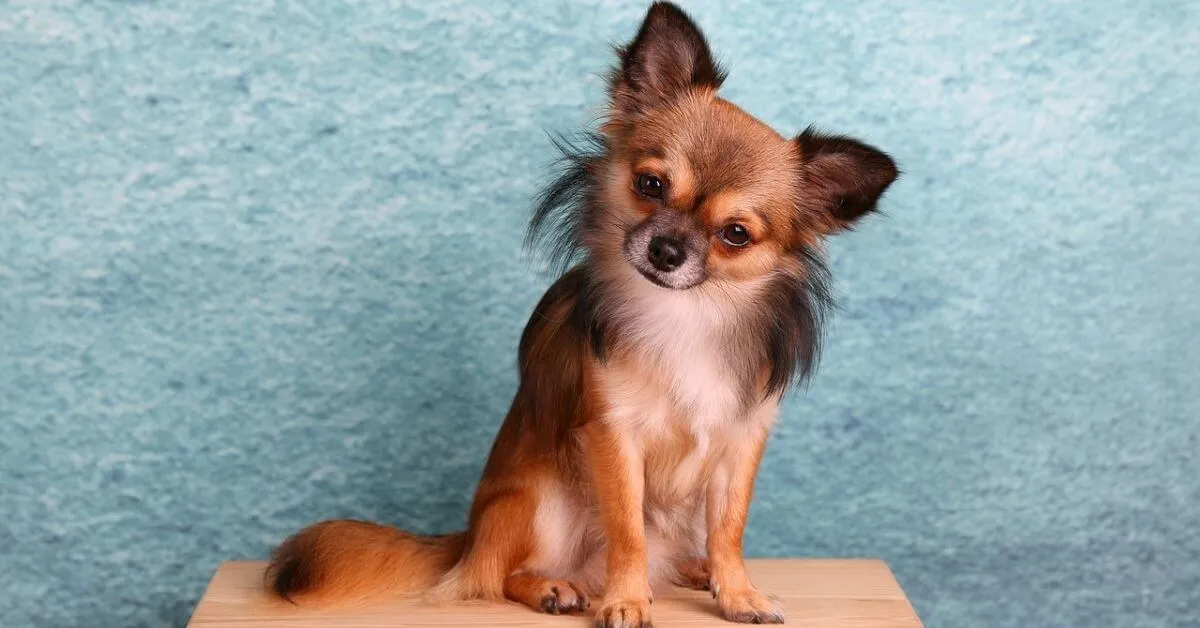 chien Chihuahua