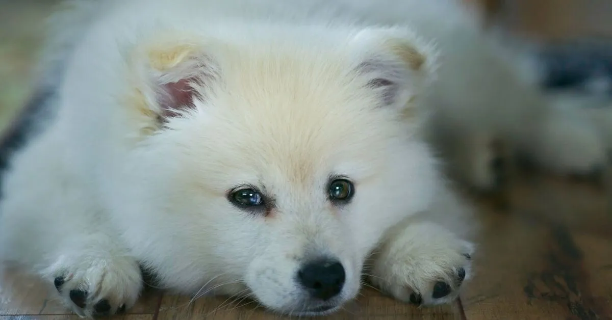 Is the Samoyed a good apartment dog?