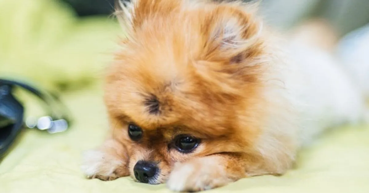 What is the life expectancy of a Pomeranian?