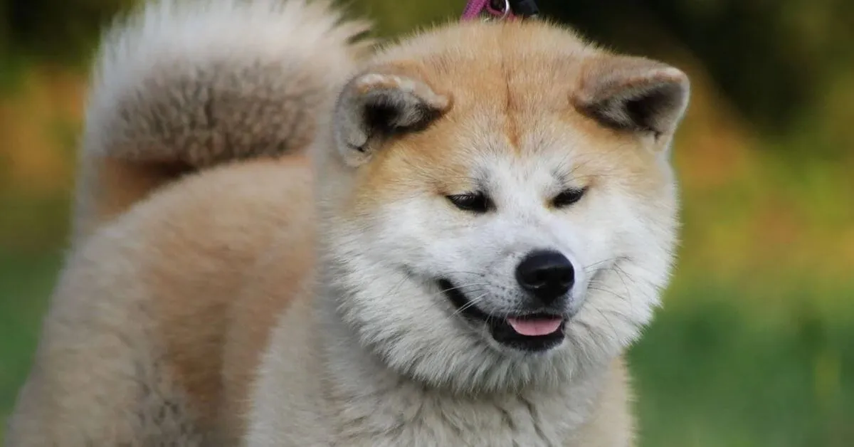 Japanese Akita Inu Collie Dog Breed