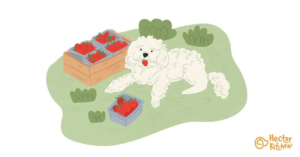 Donner des fraises à son chien