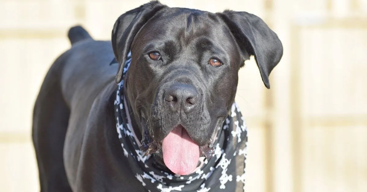 How big is a Cane Corso?