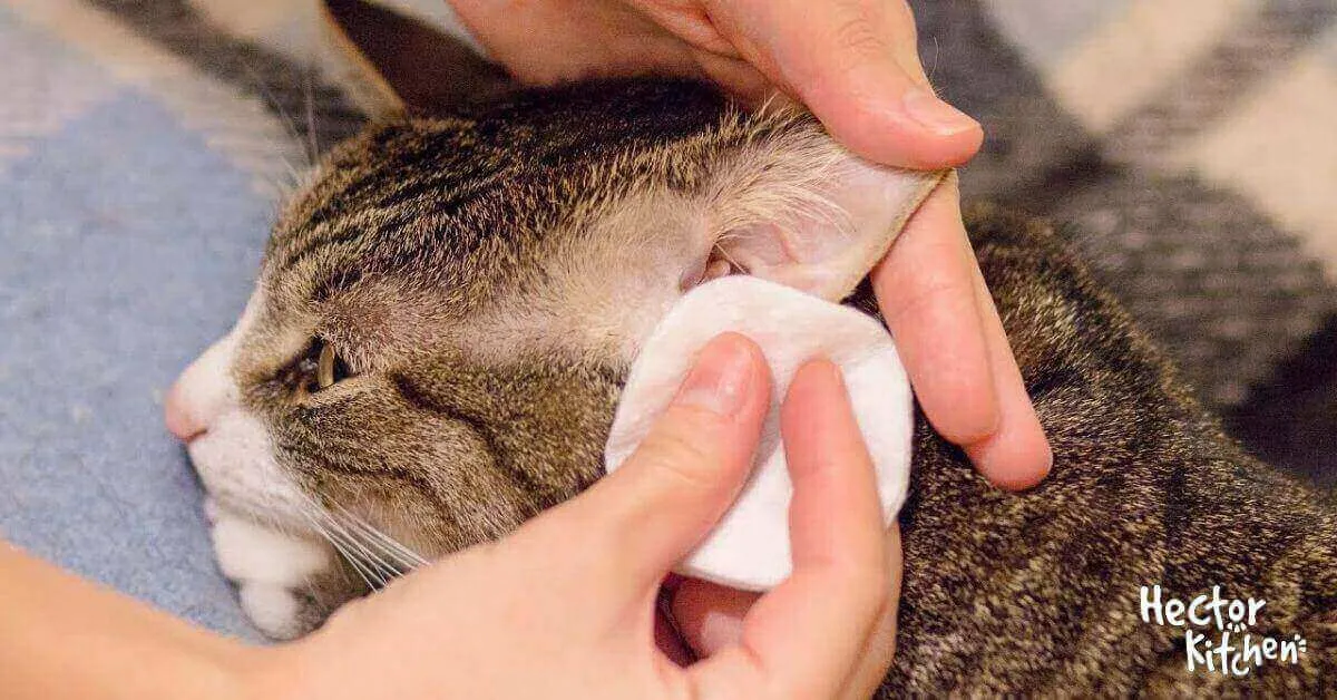 Comment nettoyer les oreilles de mon chat ? | Hector Kitchen