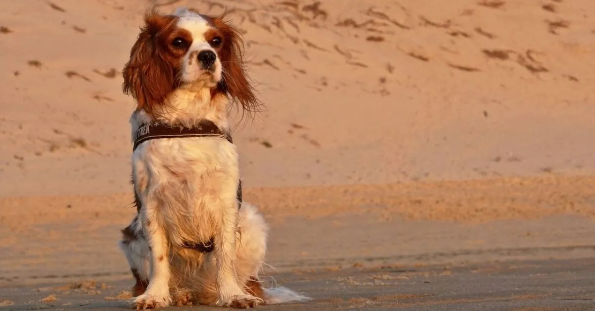 Can Cavalier King Charles Spaniels live in apartments?