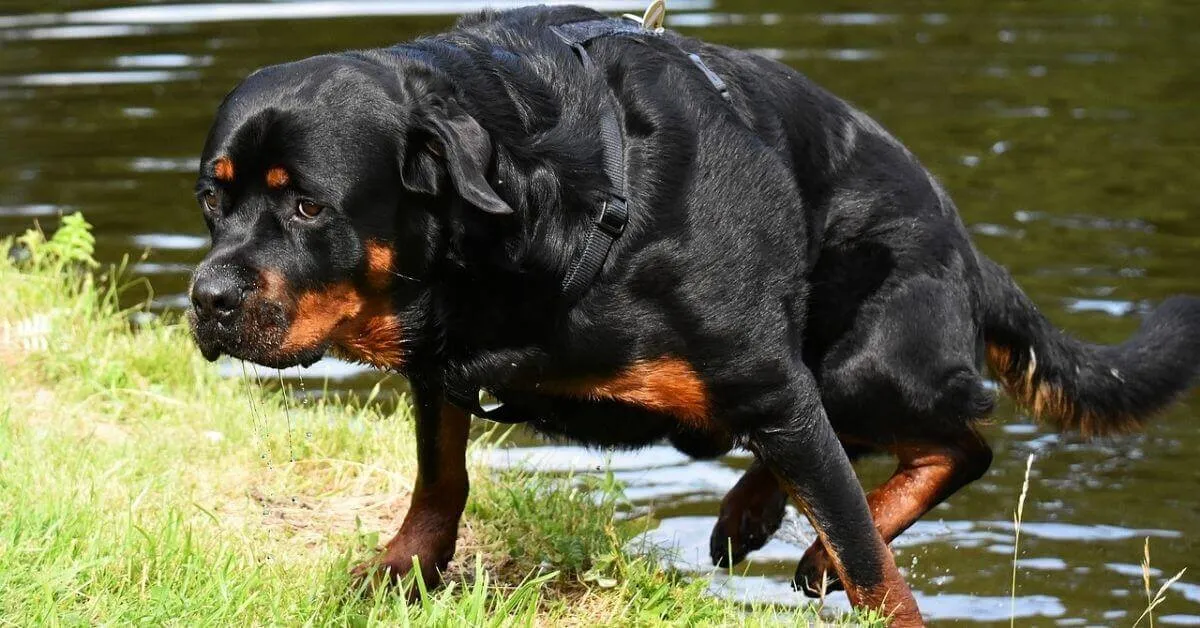 Are Rottweilers easy to train?