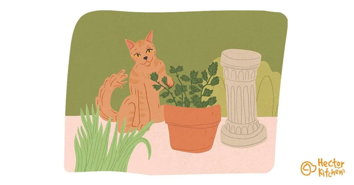 La cataire : tout savoir sur cette herbe-aux-chats