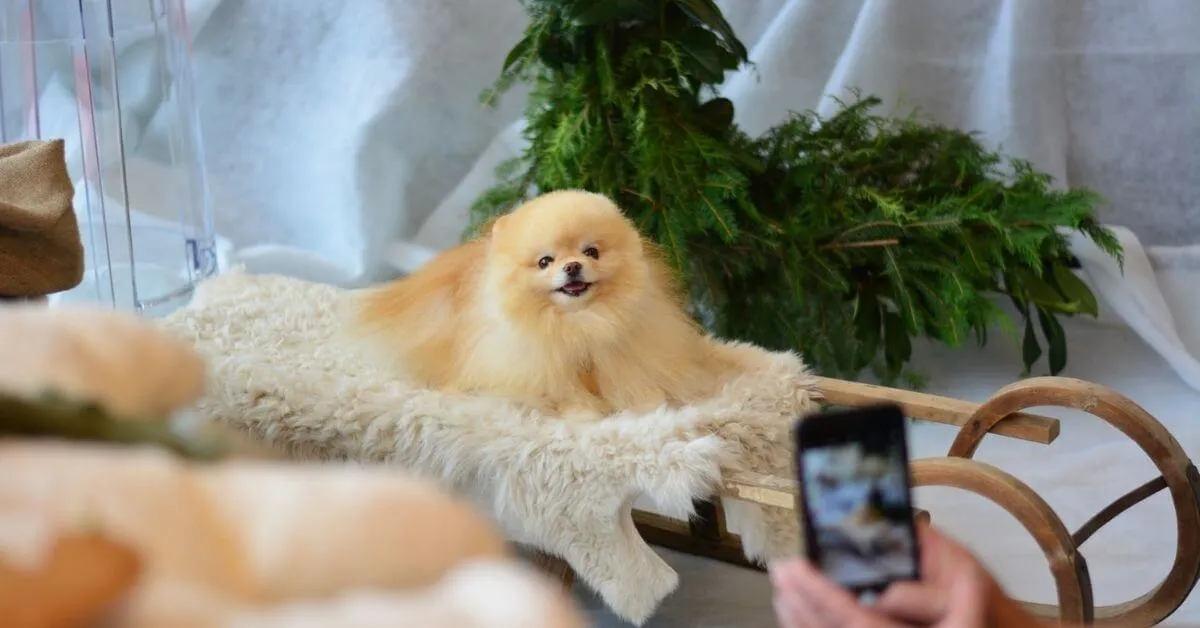 What size dog bed does my Pomeranian need?