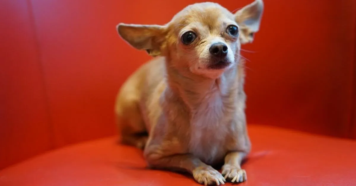 Was gehört zur Pflege eines Chihuahuas?