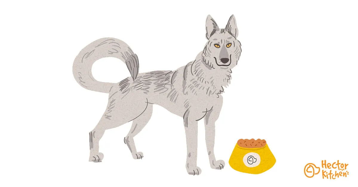 Tschechoslowakischer Wolfshund: Futter aussuchen und richtig füttern