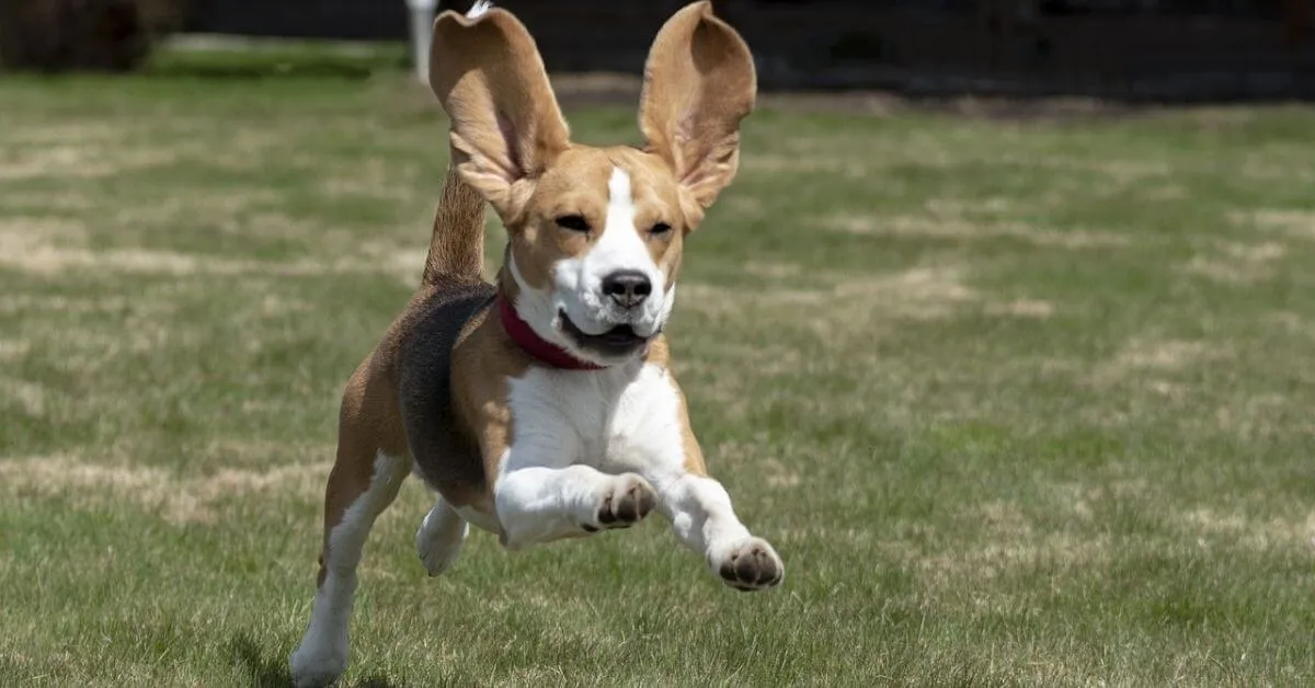 Wie hoch ist die Lebenserwartung eines Beagles?