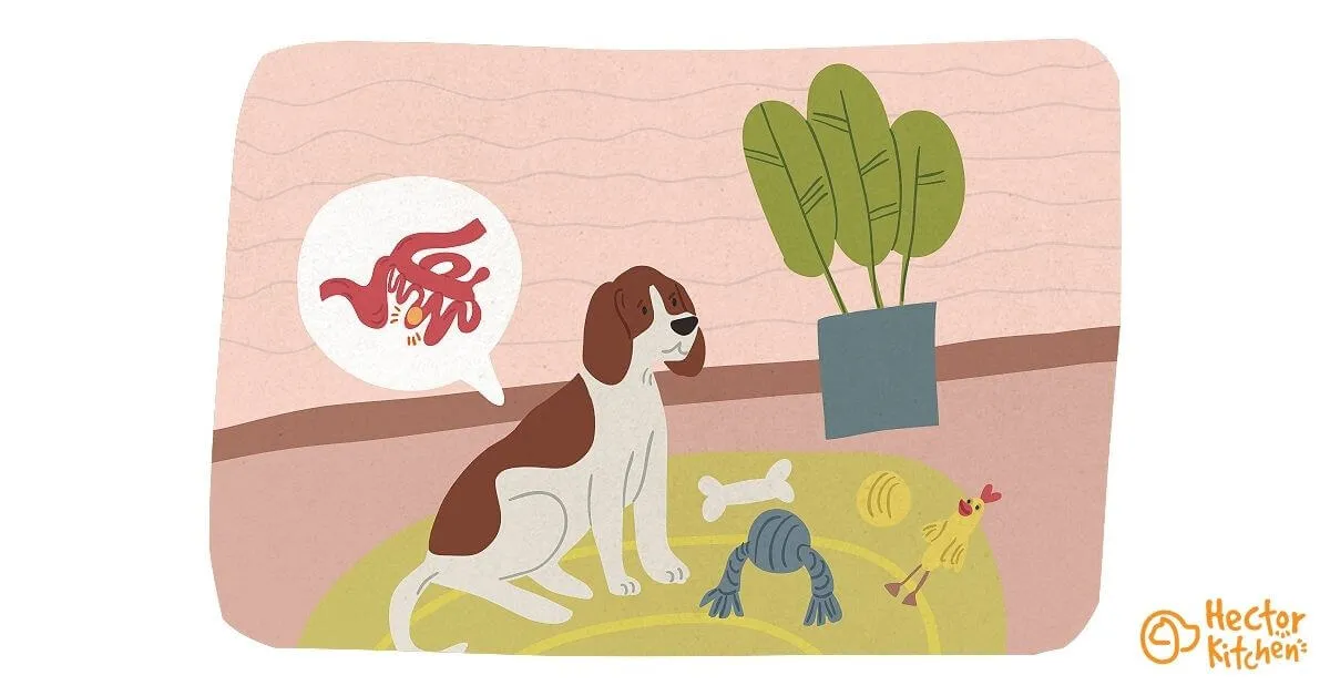 Occlusion intestinale chez le chien : comment la soigner
