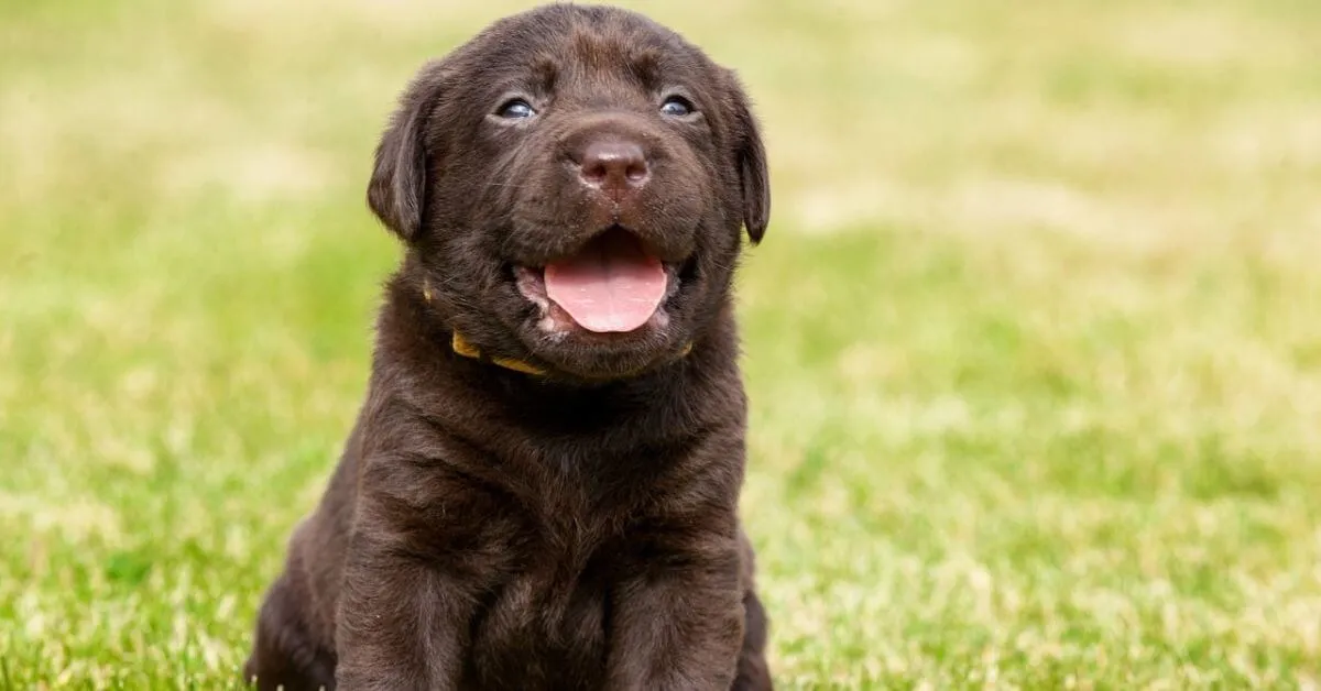 What is the average lifespan of a Labrador?