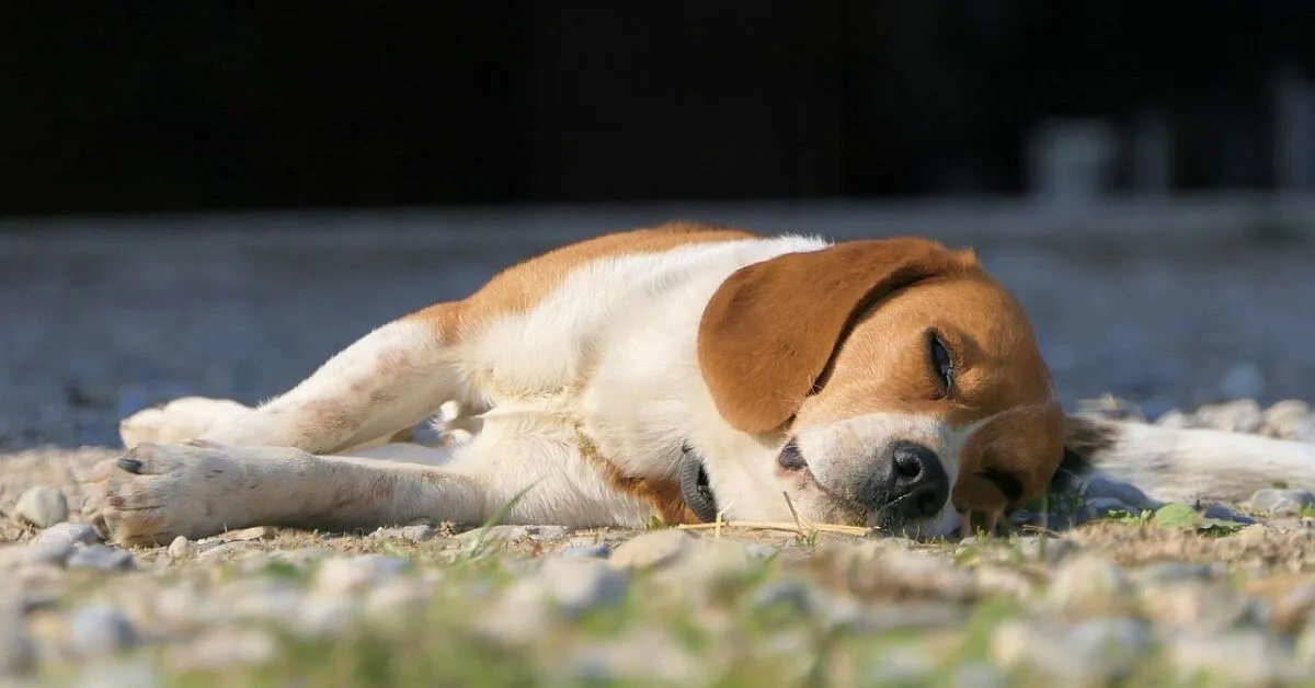 Hundebett für den Beagle