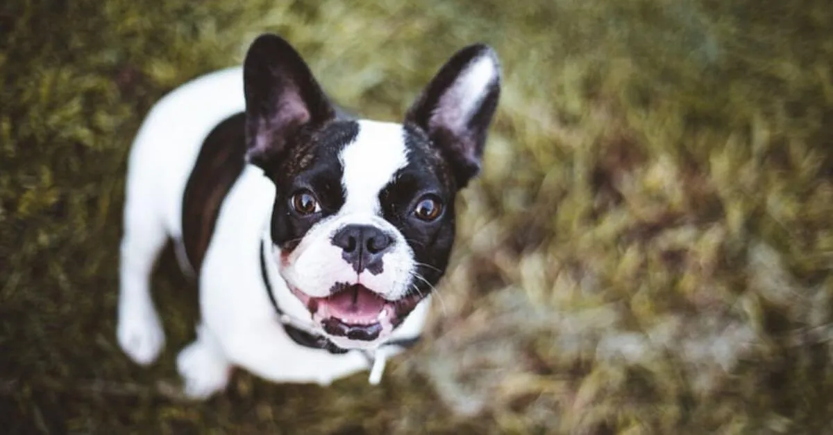 How To Entertain A French Bulldog