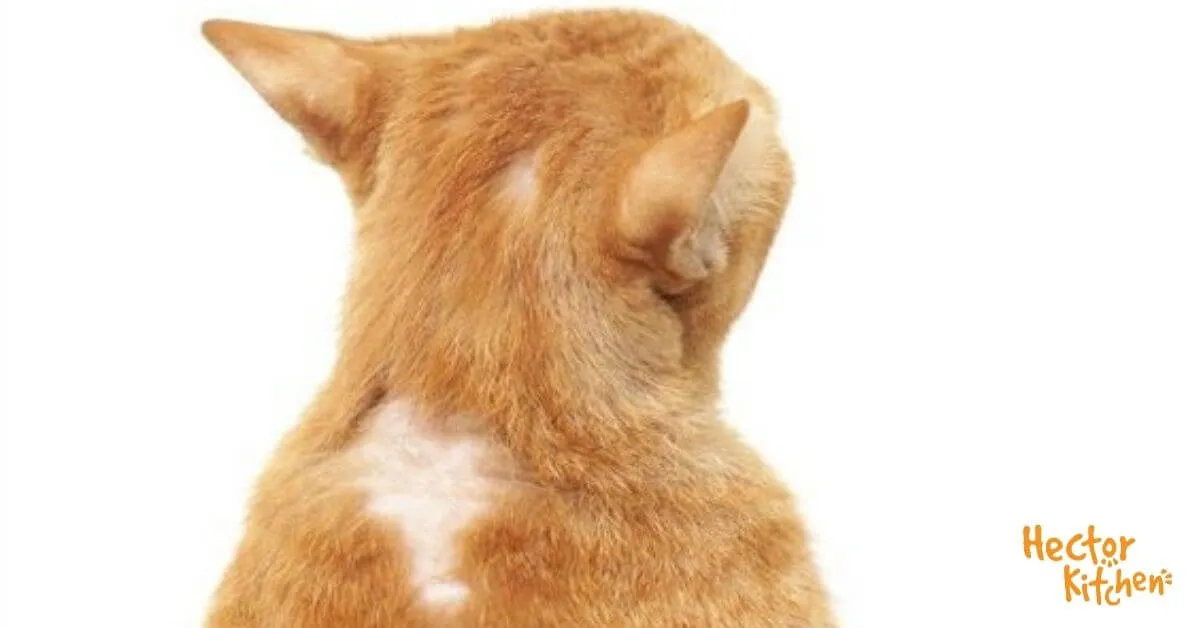 Pelade chez le chat : causes, symptômes et traitement