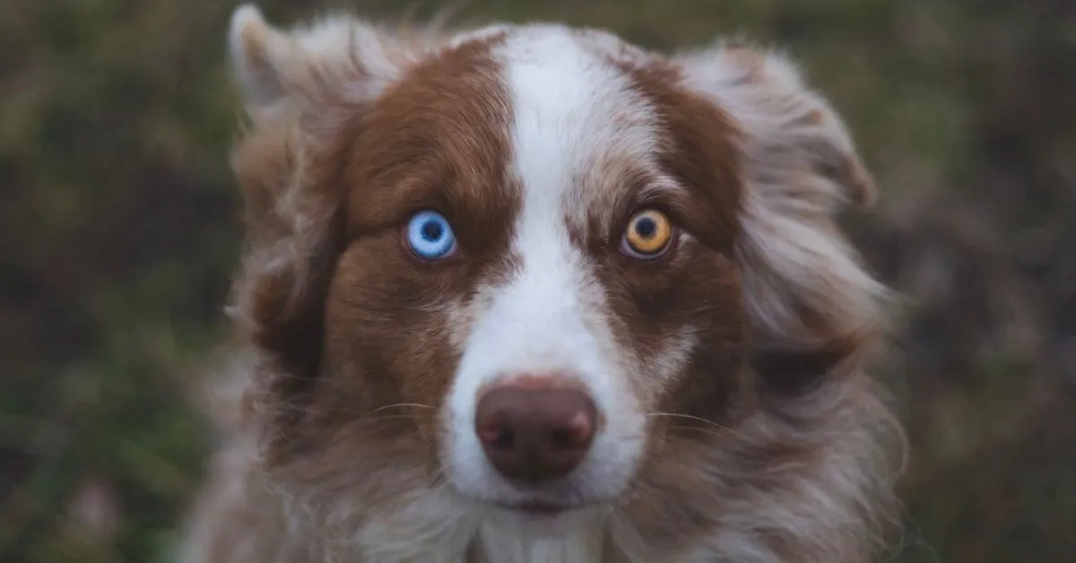 Do Australian Shepherds have a lot of health problems?