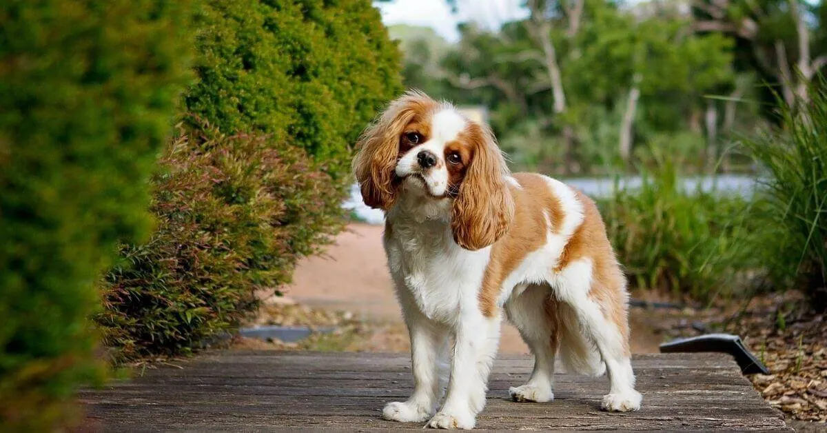 What is the average lifespan of a Cavalier King Charles Spaniel?
