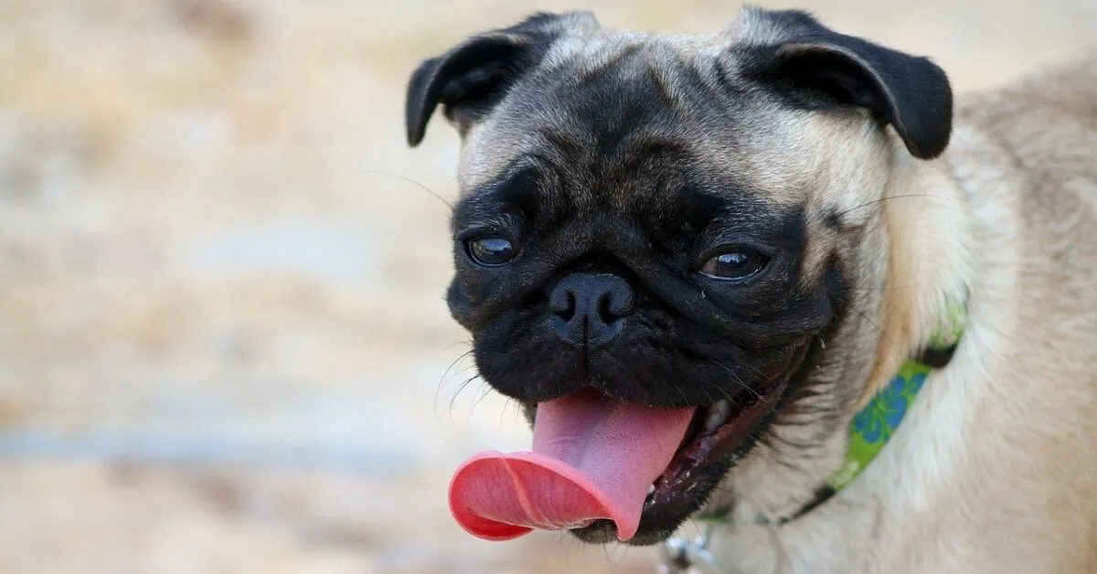 What kind of temperament do Pugs have?