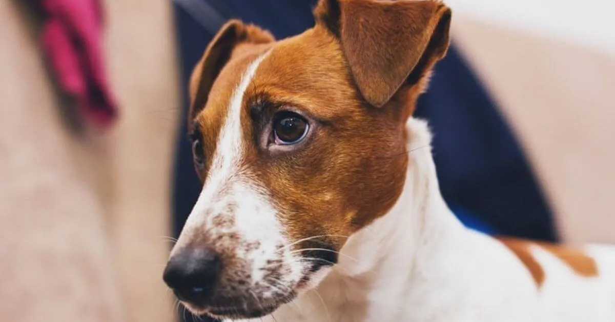 What is the average lifespan of a Jack Russell?