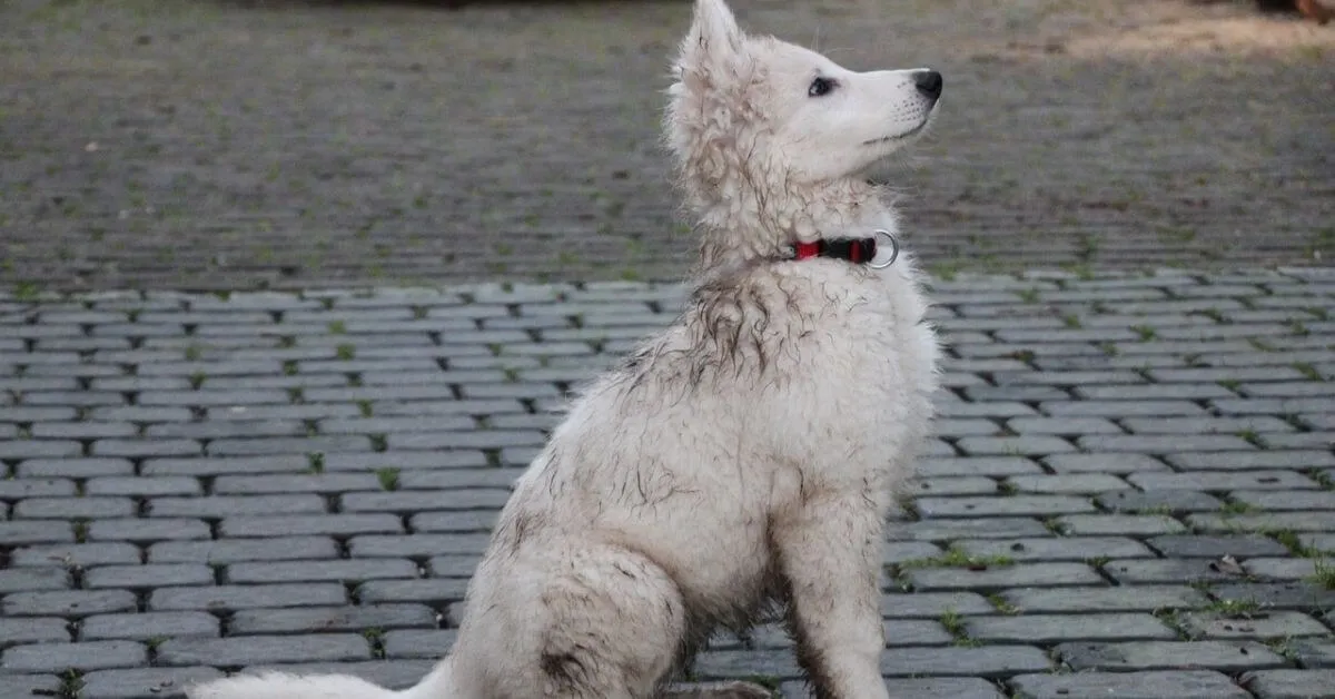 Wie pflegt man einen Weißen Schäferhund?