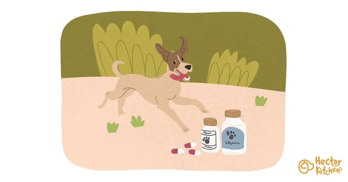 Les vitamines pour chien : tout savoir