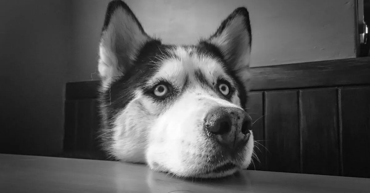 Husky Temperament and Personality