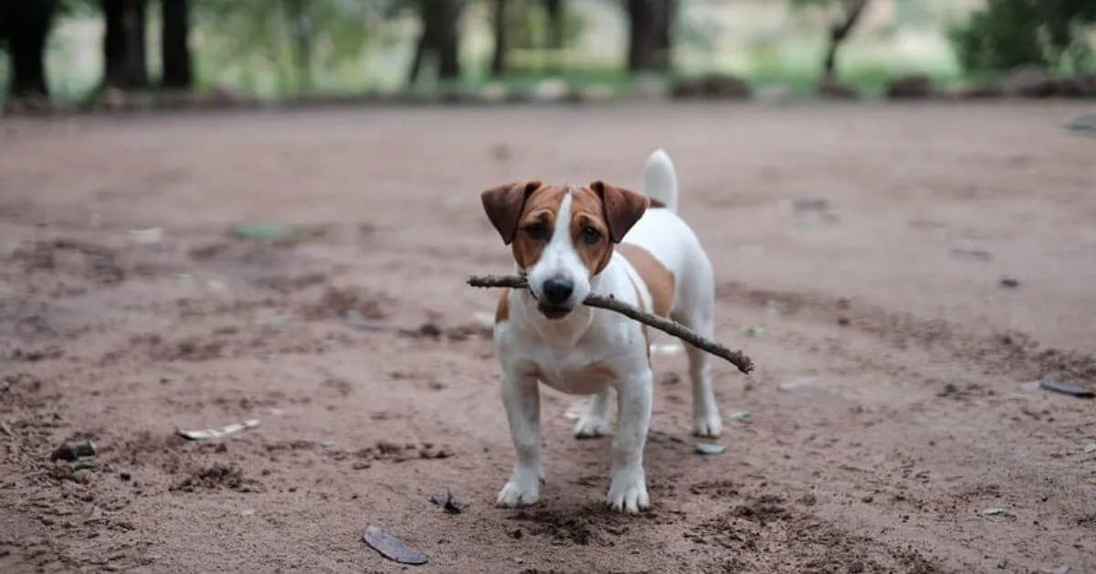 How to entertain a Jack Russell
