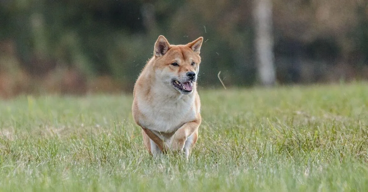 What is the average lifespan of a Shiba Inu?