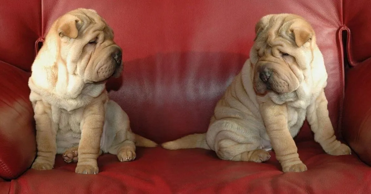 zwei Shar-Pei-Hunde
