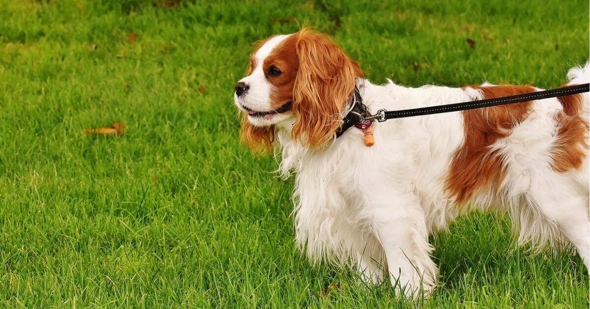 What is the average size of a Cavalier King Charles Spaniel?