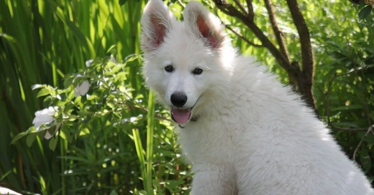 Lebenserwartung des Weißen Schäferhundes