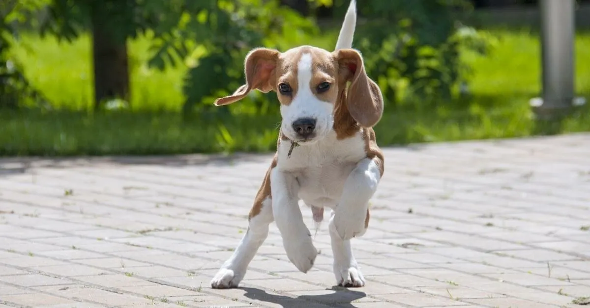 Can Beagles Live in Apartments?