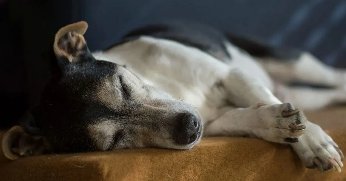What's the best dog bed for a Jack Russell?