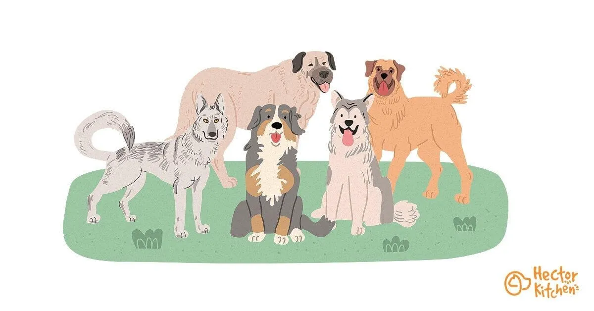 Les races de gros chiens : tous nos conseils
