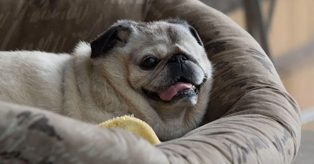 What size dog bed for a pug?