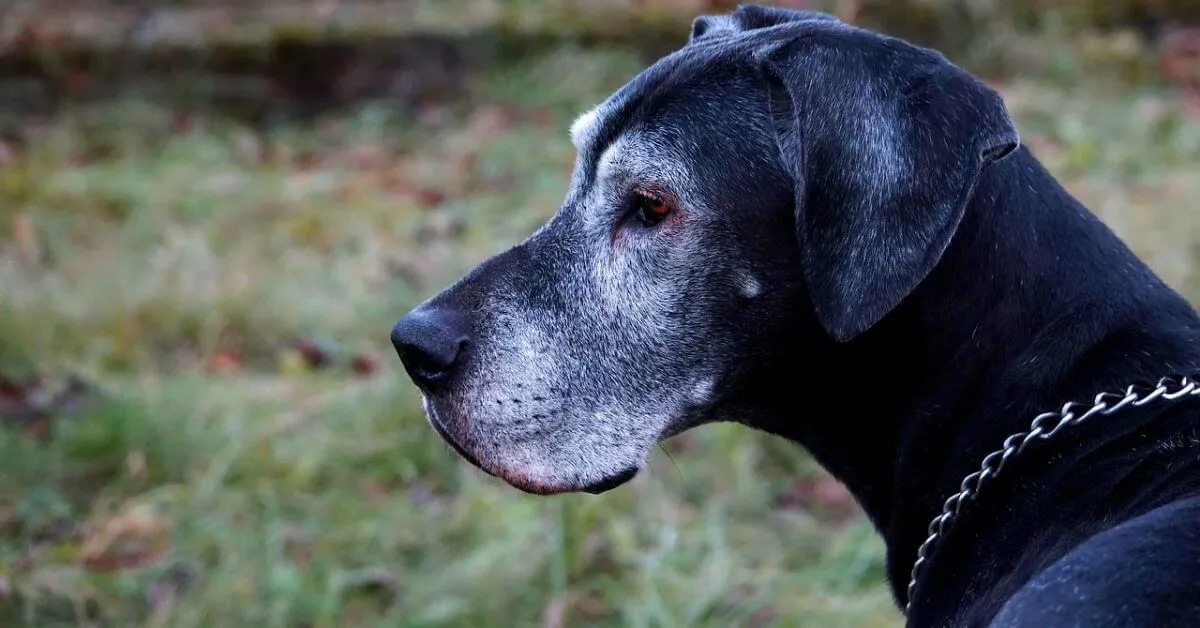 Wie hoch ist die Lebenserwartung einer deutschen Dogge?