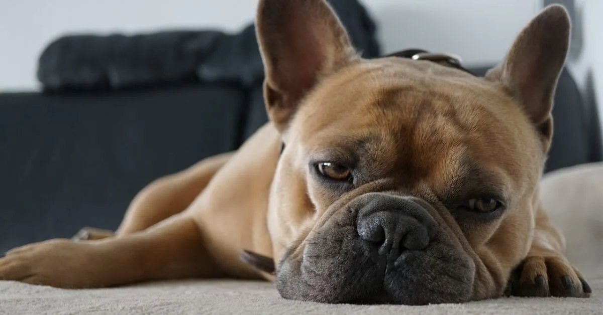 What's the best bed for a French Bulldog?