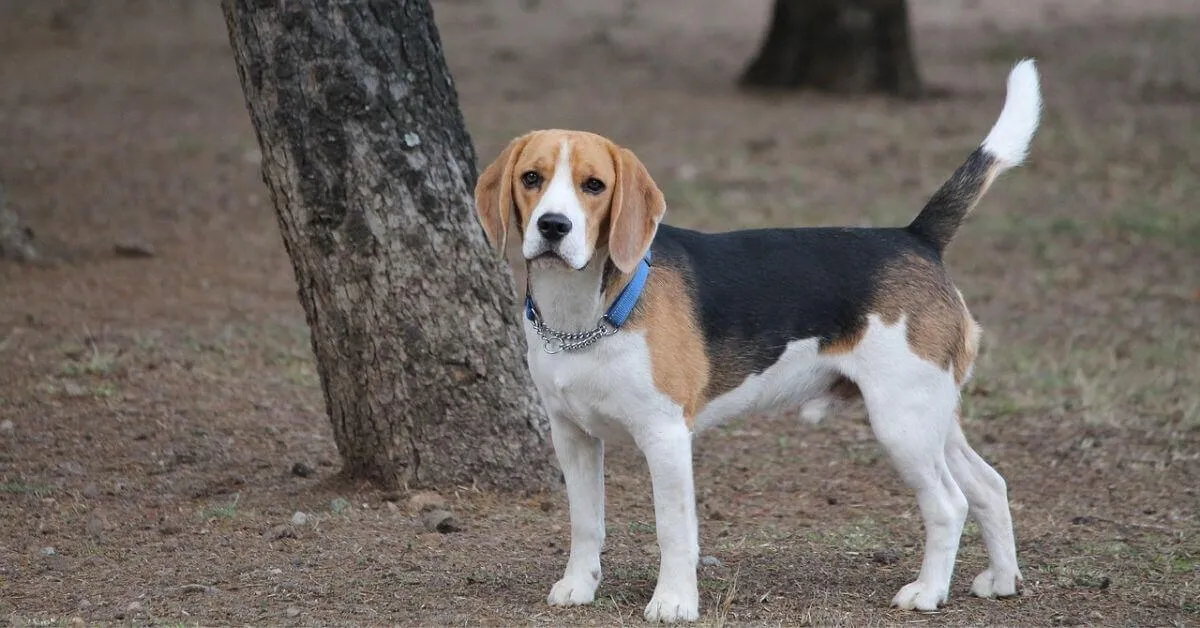 chien de race Beagle