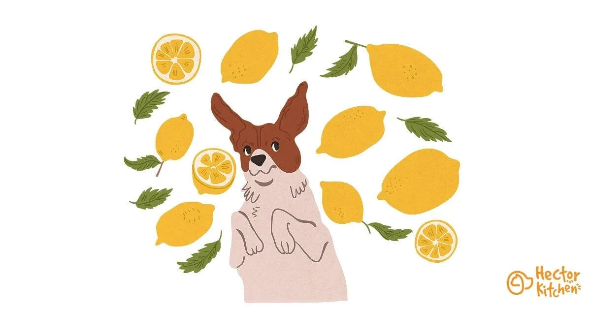 Mon chien peut-il manger du citron ?