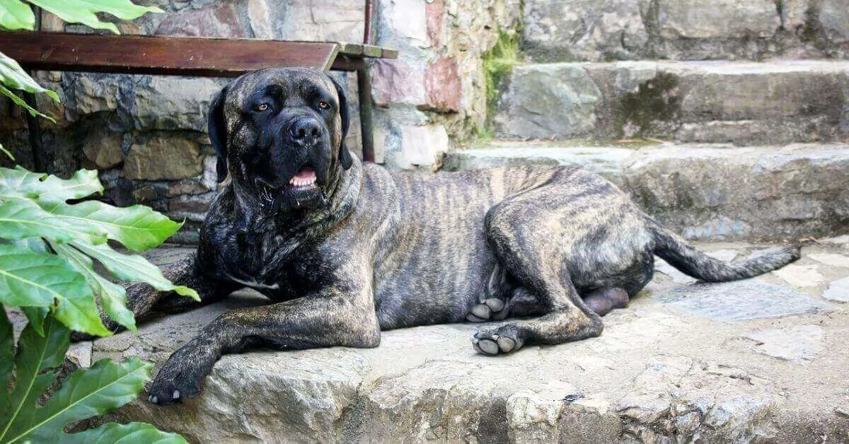 Ideal living conditions of a Cane Corso
