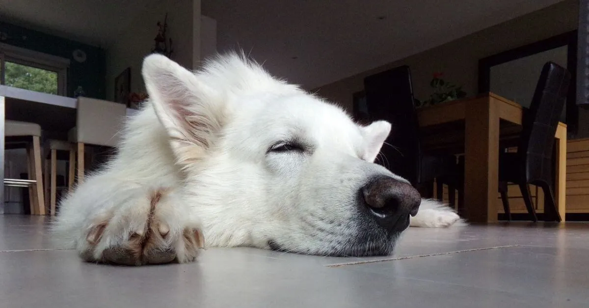 Der passende Schlafplatz für einen Weißen Schäferhund