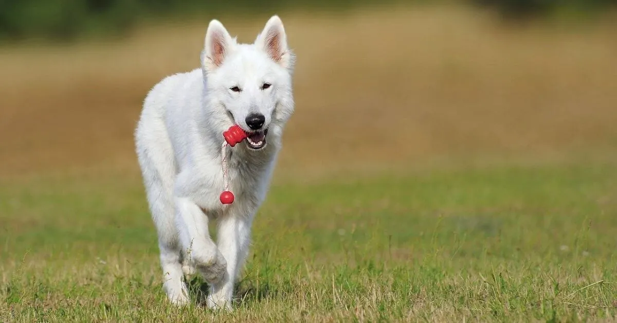 Spiele und Aktivitäten für den Weißen Schäferhund